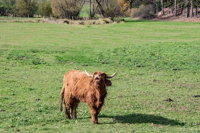 Why Cracker Cows?